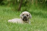 CANE CORSO 1072
